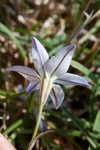 Star-of-Bethlehem <BR>Springstar